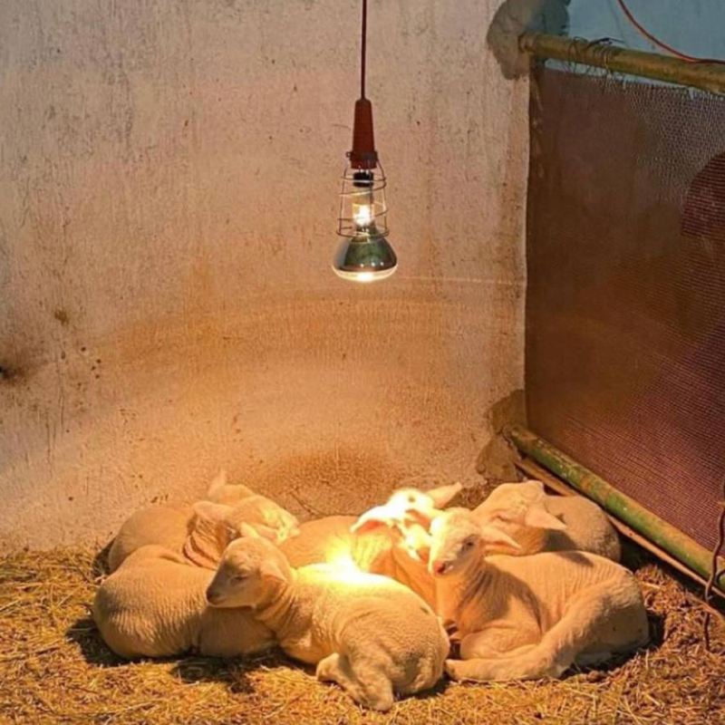 Infrared Isıtıcı Lambalar: Faydaları ve Kullanım Alanları